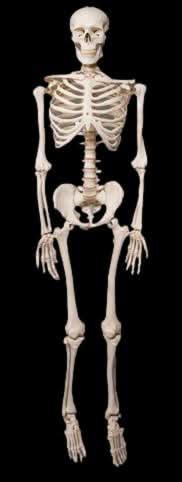 Life- Size Skeleton