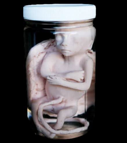 Fetus Replica 5 months Specimen Jar Halloween Prop