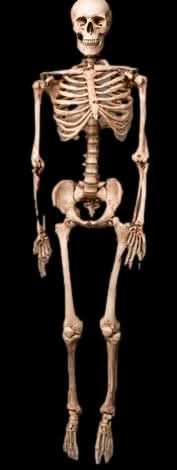 Life-Size Aged Skeleton