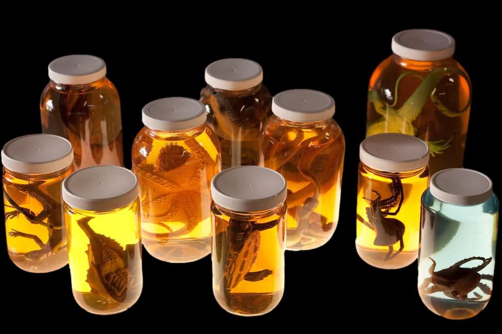 Replica Speciment Jar Assortment Halloween Prop Combo