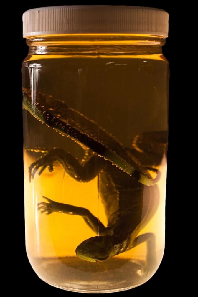 Small Iguana Replica Specimen Jar Halloween Prop