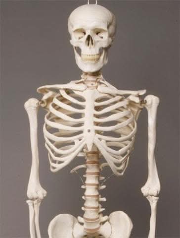 Life- Size Skeleton