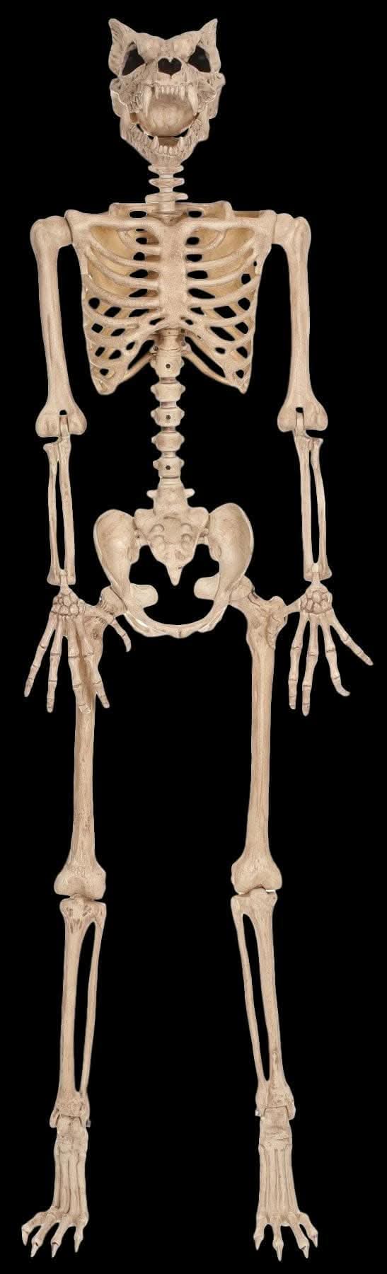 "Werewolf Skeleton" Halloween Prop